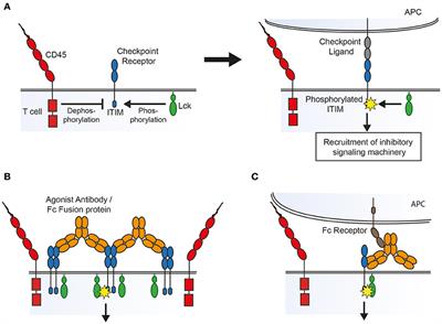 Immune Checkpoints as Therapeutic Targets in Autoimmunity